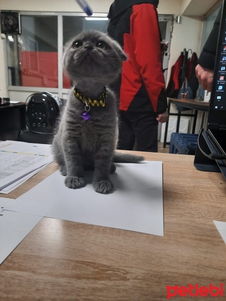 Scottish Fold, Kedi  HERA fotoğrafı