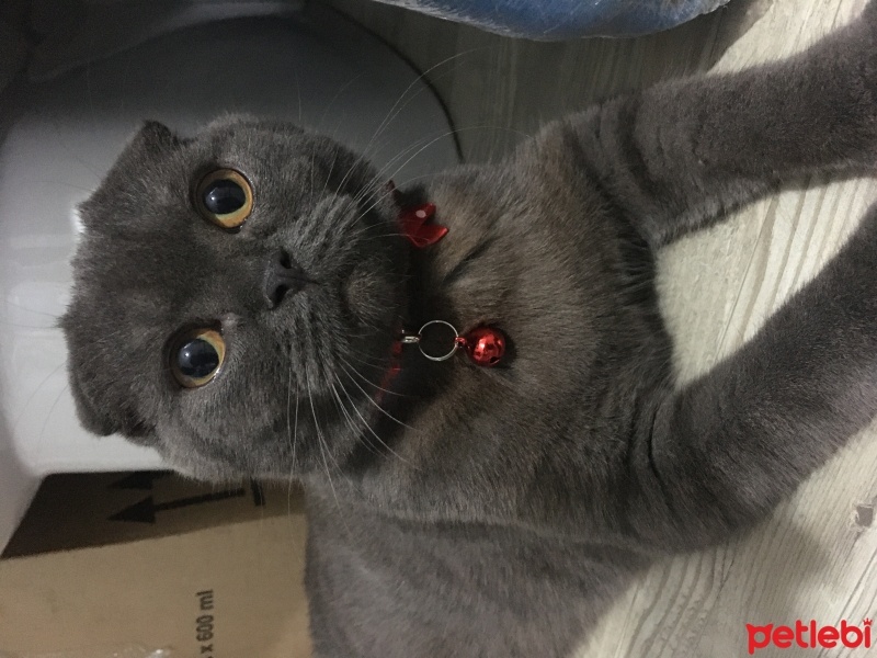 Scottish Fold, Kedi  HERA fotoğrafı