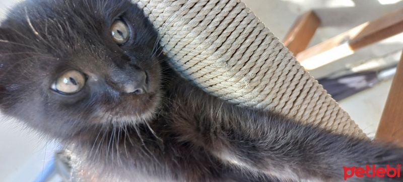 Tekir Kedi, Kedi  Duman fotoğrafı