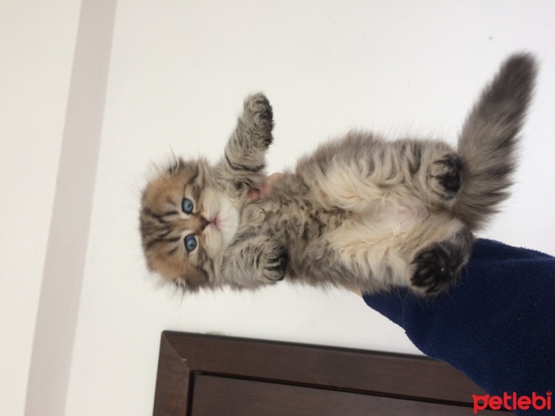 İran Kedisi (Persian), Kedi  Süslü fotoğrafı