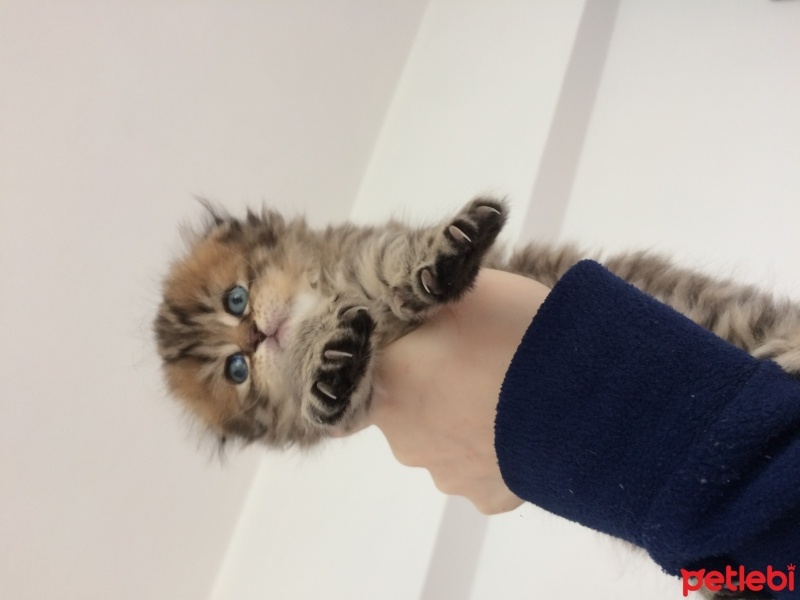 İran Kedisi (Persian), Kedi  Süslü fotoğrafı