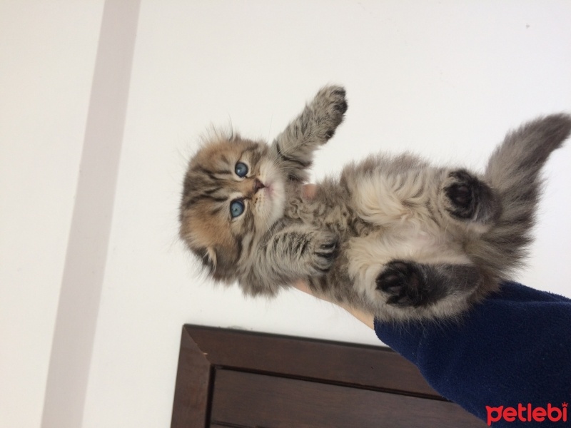 İran Kedisi (Persian), Kedi  Süslü fotoğrafı