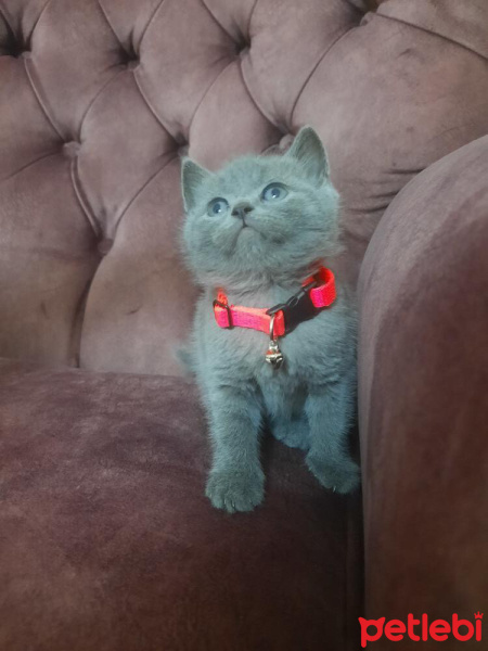 British Shorthair, Kedi  Mia fotoğrafı
