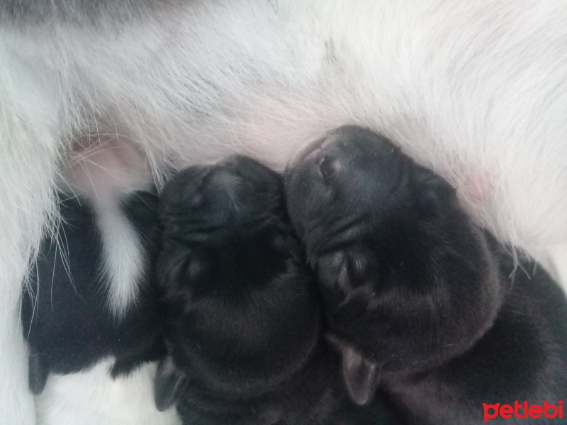 Jack Russell Terrier, Köpek  Mithra, Paşa, Aref, Luna fotoğrafı