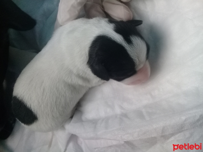 Jack Russell Terrier, Köpek  Mithra, Paşa, Aref, Luna fotoğrafı