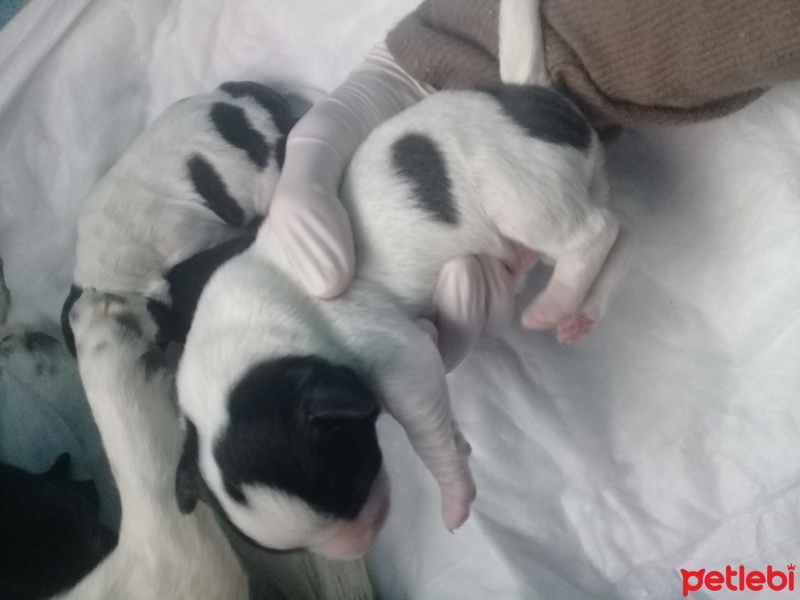 Jack Russell Terrier, Köpek  Mithra, Paşa, Aref, Luna fotoğrafı