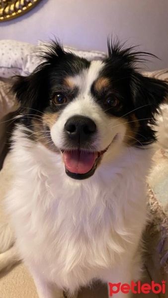 Border Collie, Köpek  NAZ fotoğrafı
