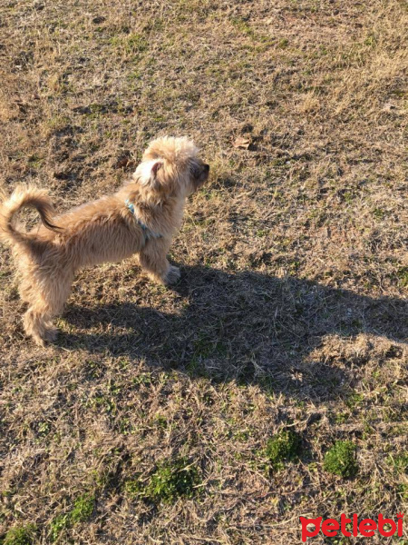 Border Terrier, Köpek  coo fotoğrafı