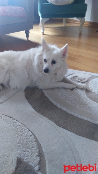 Amerikan Eskimo, Köpek  Gina fotoğrafı
