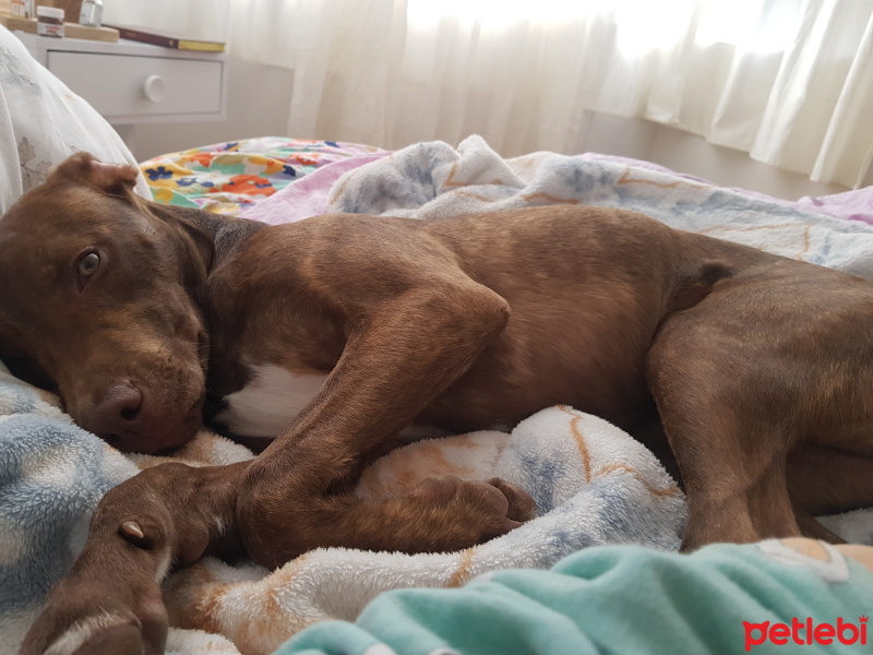 Amerikan Pitbull Terrier, Köpek  Dobby fotoğrafı