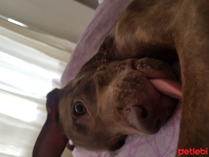 Amerikan Pitbull Terrier, Köpek  Dobby fotoğrafı