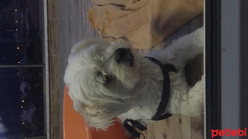 Maltese, Köpek  Tosun fotoğrafı