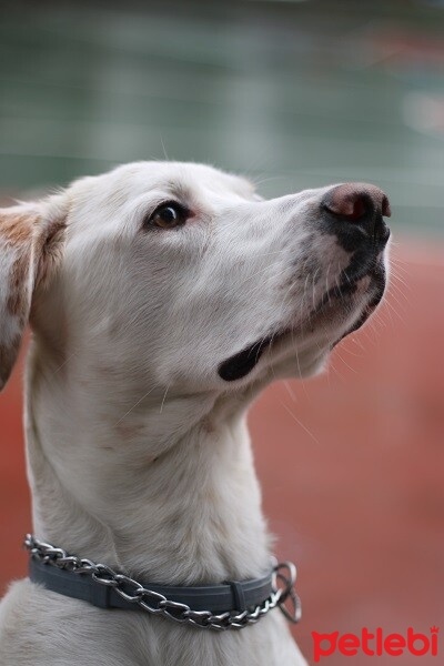 Pointer, Köpek  Atlas fotoğrafı
