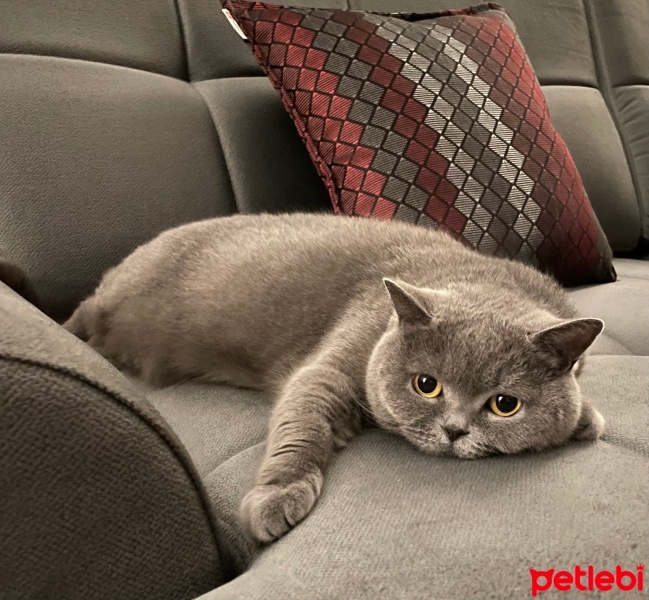 British Shorthair, Kedi  Bal fotoğrafı