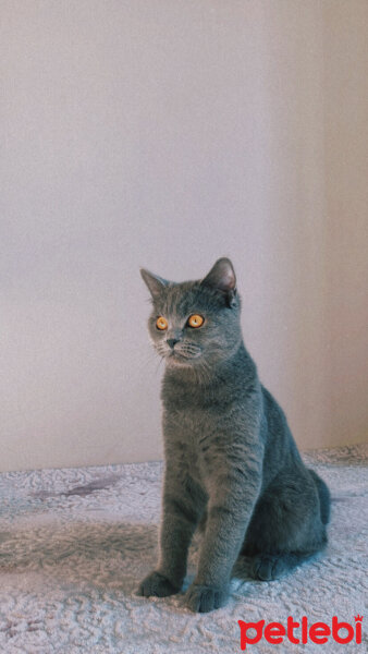 British Shorthair, Kedi  Duman fotoğrafı