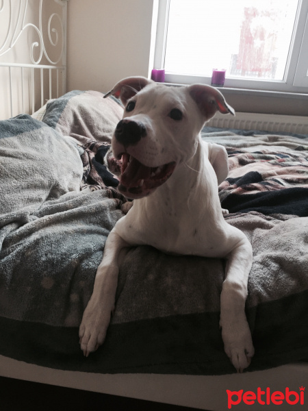 Dogo Arjantin, Köpek  Eva fotoğrafı
