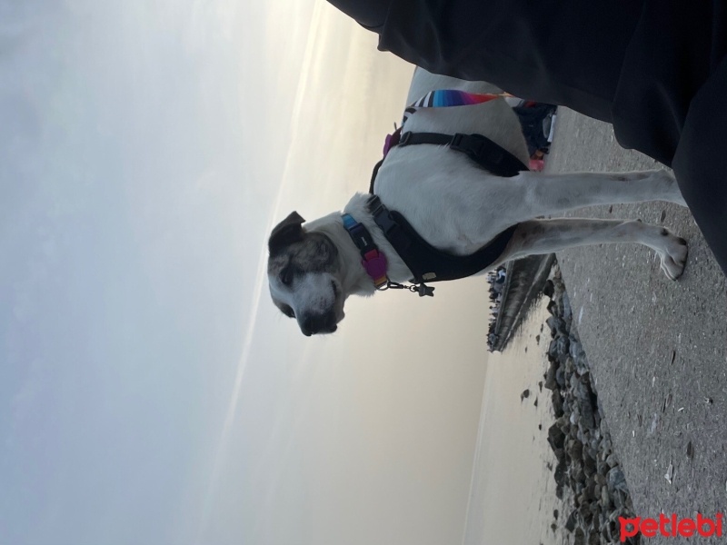 Jack Russell Terrier, Köpek  Defi fotoğrafı