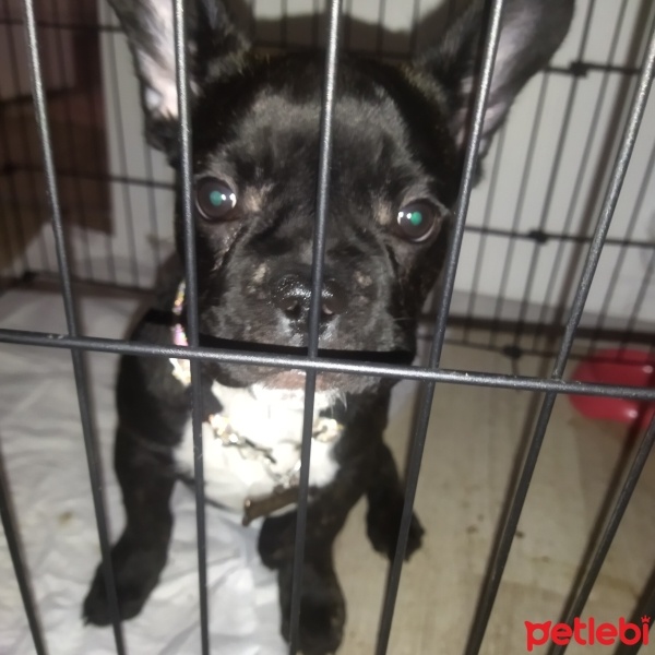 Fransız Bulldog, Köpek  Pablo fotoğrafı
