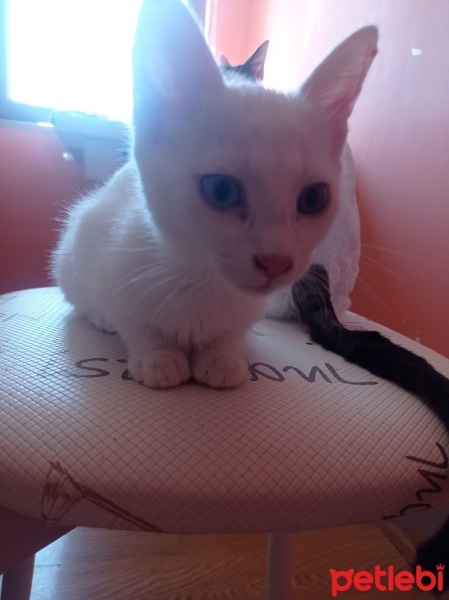 Van Kedisi, Kedi  Pamuk fotoğrafı