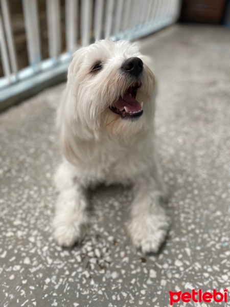 Maltese, Köpek  Ponçik fotoğrafı