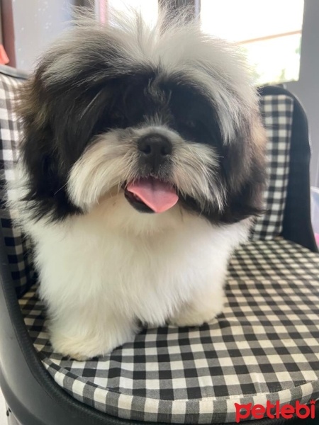 Shih Tzu, Köpek  LEO fotoğrafı