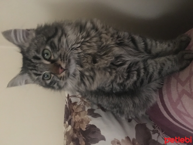 Norwegian Forest, Kedi  Bekir fotoğrafı
