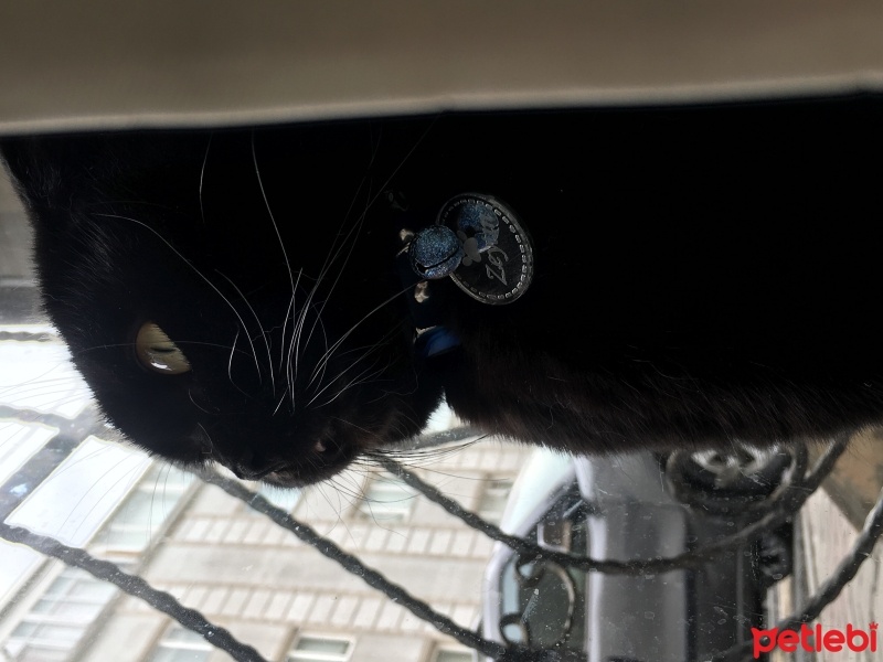 Scottish Fold, Kedi  Zeytin fotoğrafı