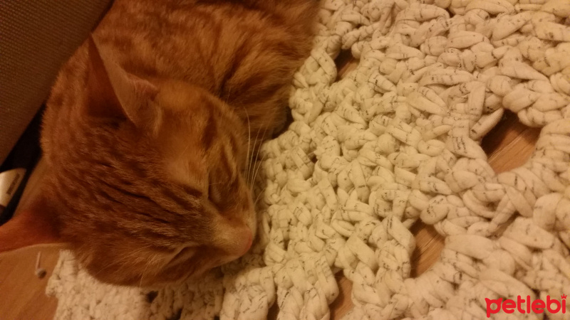 Tekir Kedi, Kedi  Tedi fotoğrafı