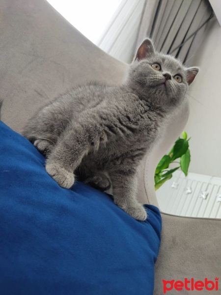 British Shorthair, Kedi  Bulut fotoğrafı
