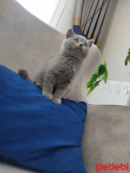 British Shorthair, Kedi  Bulut fotoğrafı