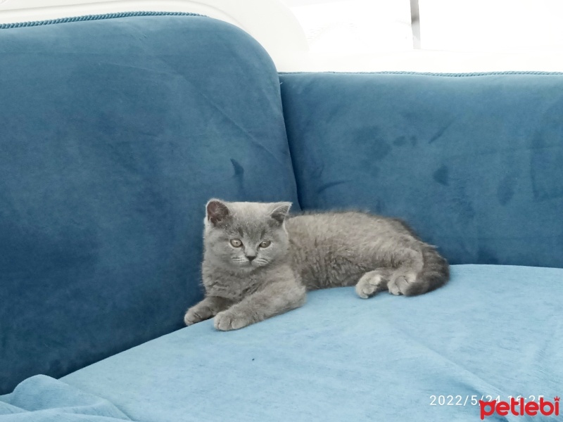 British Shorthair, Kedi  Bulut fotoğrafı