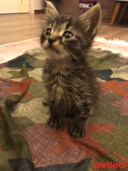 Tekir Kedi, Kedi  Minik fotoğrafı