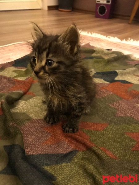Tekir Kedi, Kedi  Minik fotoğrafı