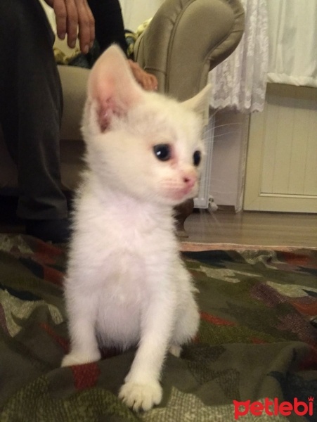 Tekir Kedi, Kedi  Pamuk fotoğrafı
