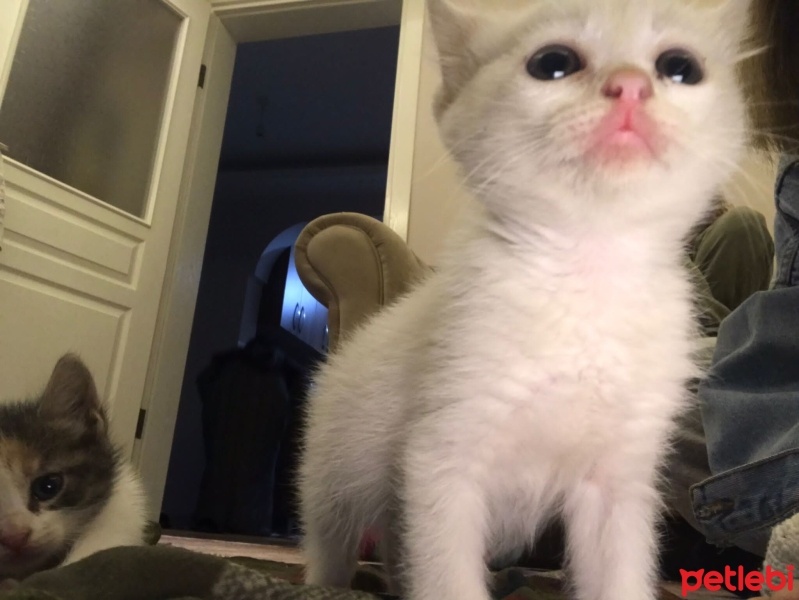 Tekir Kedi, Kedi  Pamuk fotoğrafı
