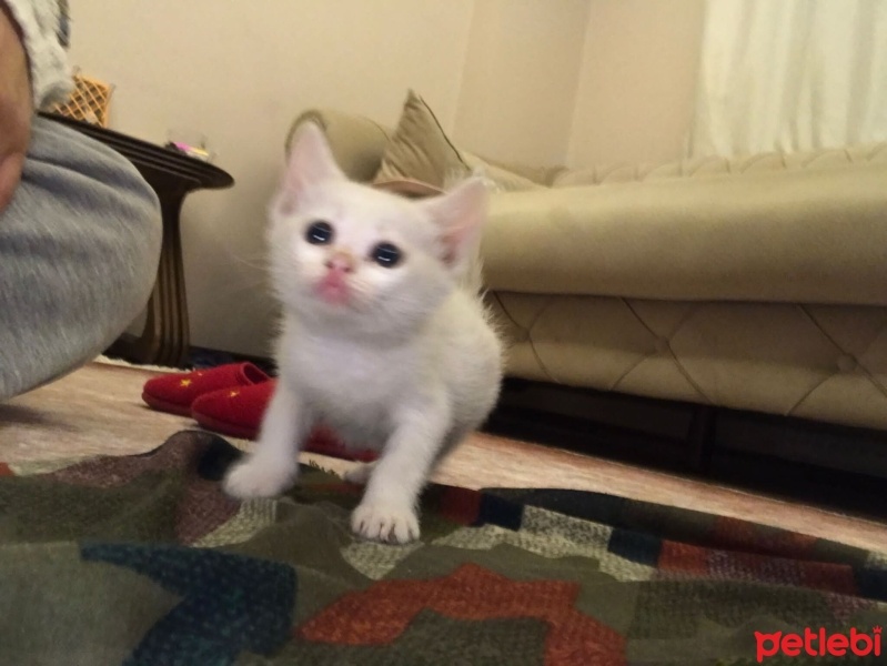 Tekir Kedi, Kedi  Pamuk fotoğrafı