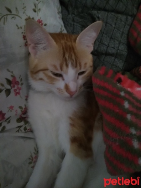 Sarman, Kedi  Yumak fotoğrafı