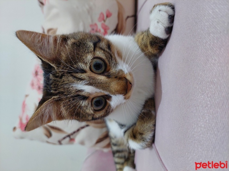 Tekir Kedi, Kedi  Gece fotoğrafı