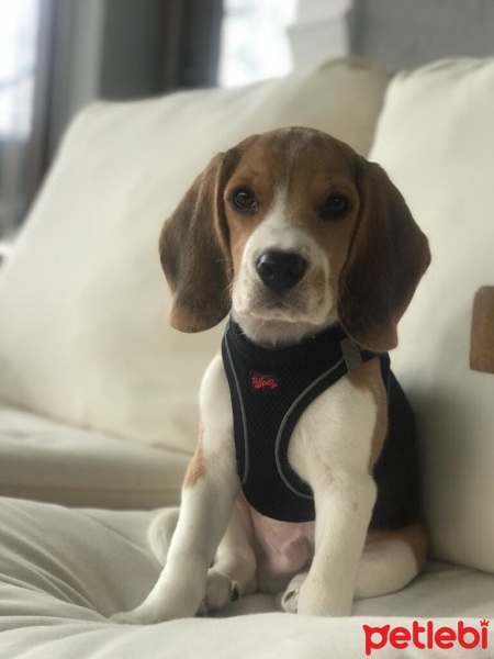 Beagle, Köpek  Mocha fotoğrafı