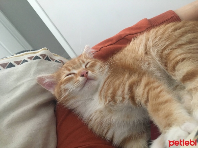 Sarman, Kedi  Patates fotoğrafı