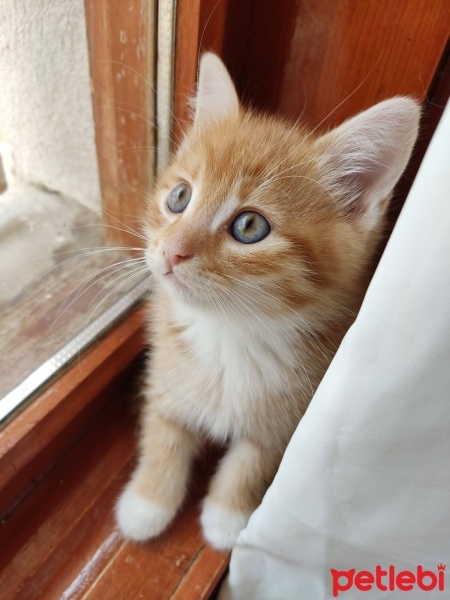 Sarman, Kedi  Patates fotoğrafı