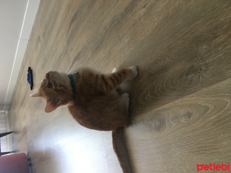 Sarman, Kedi  Patates fotoğrafı