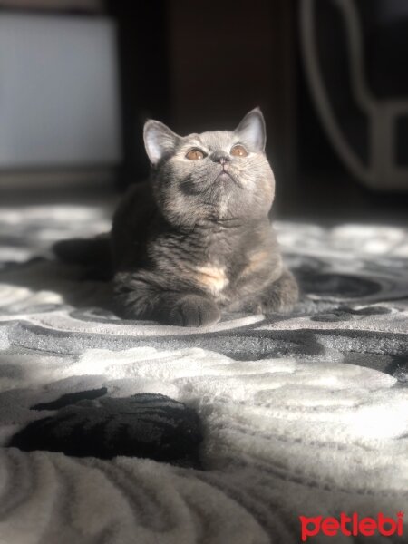 British Shorthair, Kedi  Sıla fotoğrafı