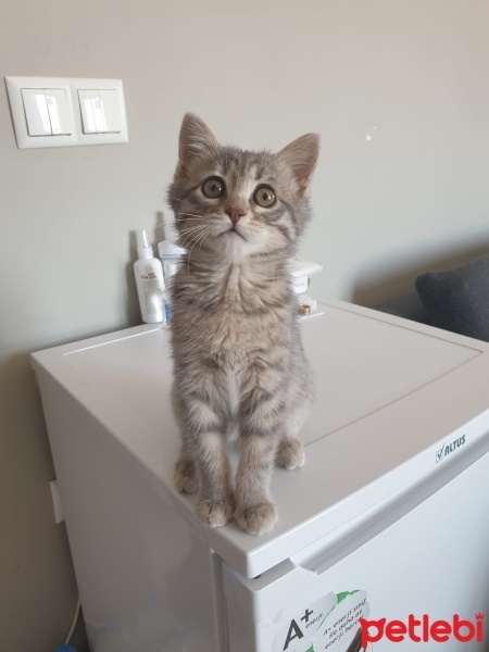 Tekir Kedi, Kedi  Luna fotoğrafı