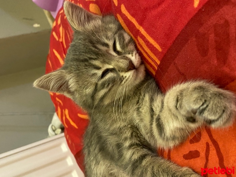 Tekir Kedi, Kedi  Luna fotoğrafı
