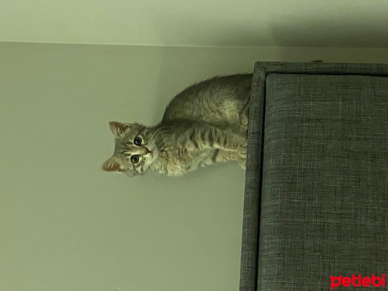 Tekir Kedi, Kedi  Luna fotoğrafı