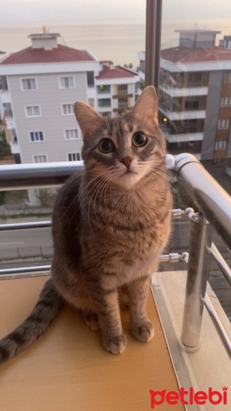 Tekir Kedi, Kedi  Luna fotoğrafı
