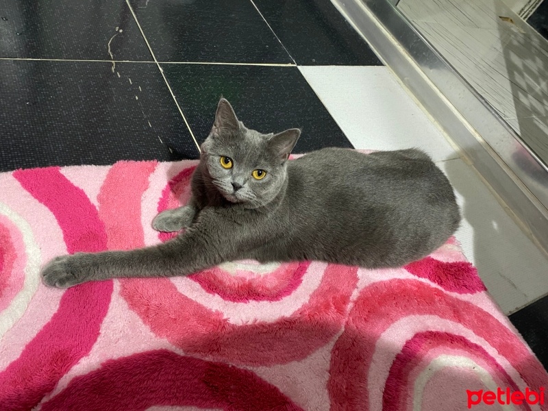 British Shorthair, Kedi  Tarçın fotoğrafı