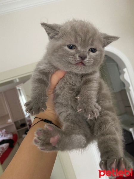 British Shorthair, Kedi  Prenses fotoğrafı