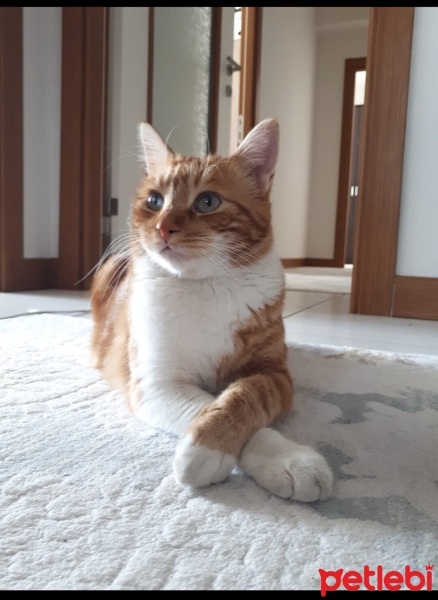 Tekir Kedi, Kedi  Tüftüf fotoğrafı
